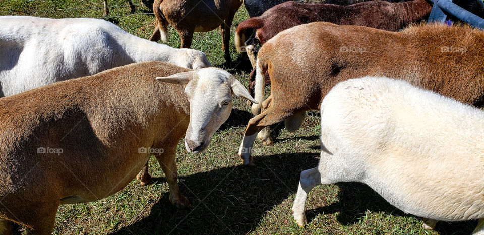 goats together in pasture.
