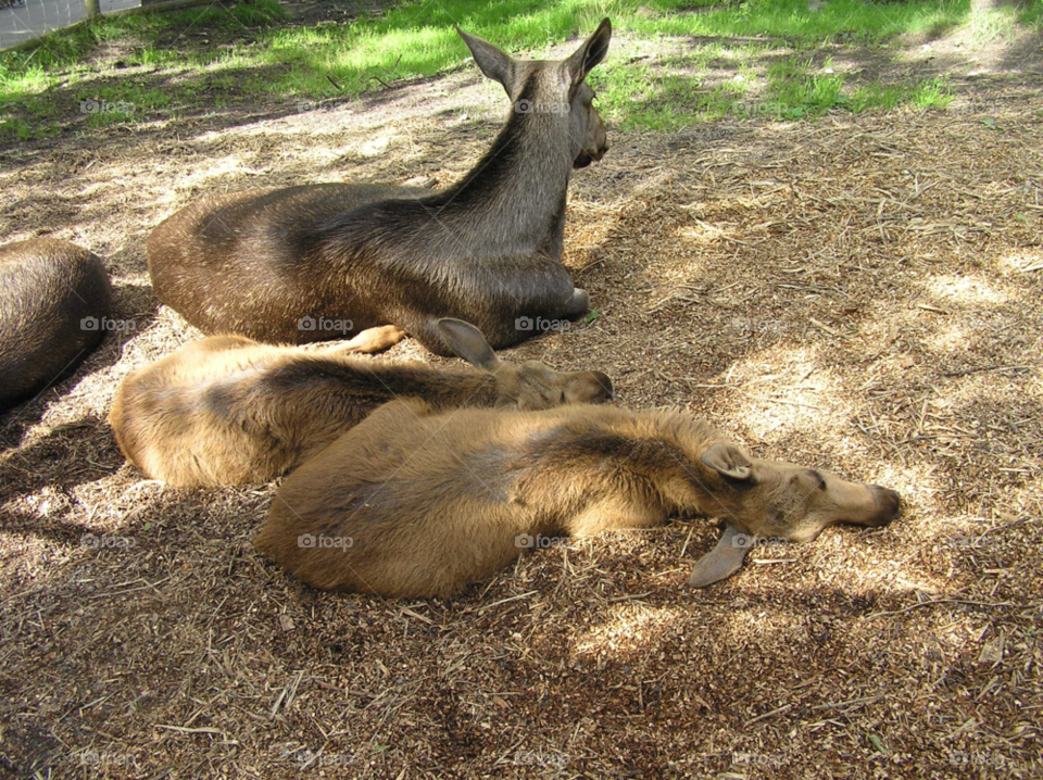 sleeping animal moose skansen by MagnusPm