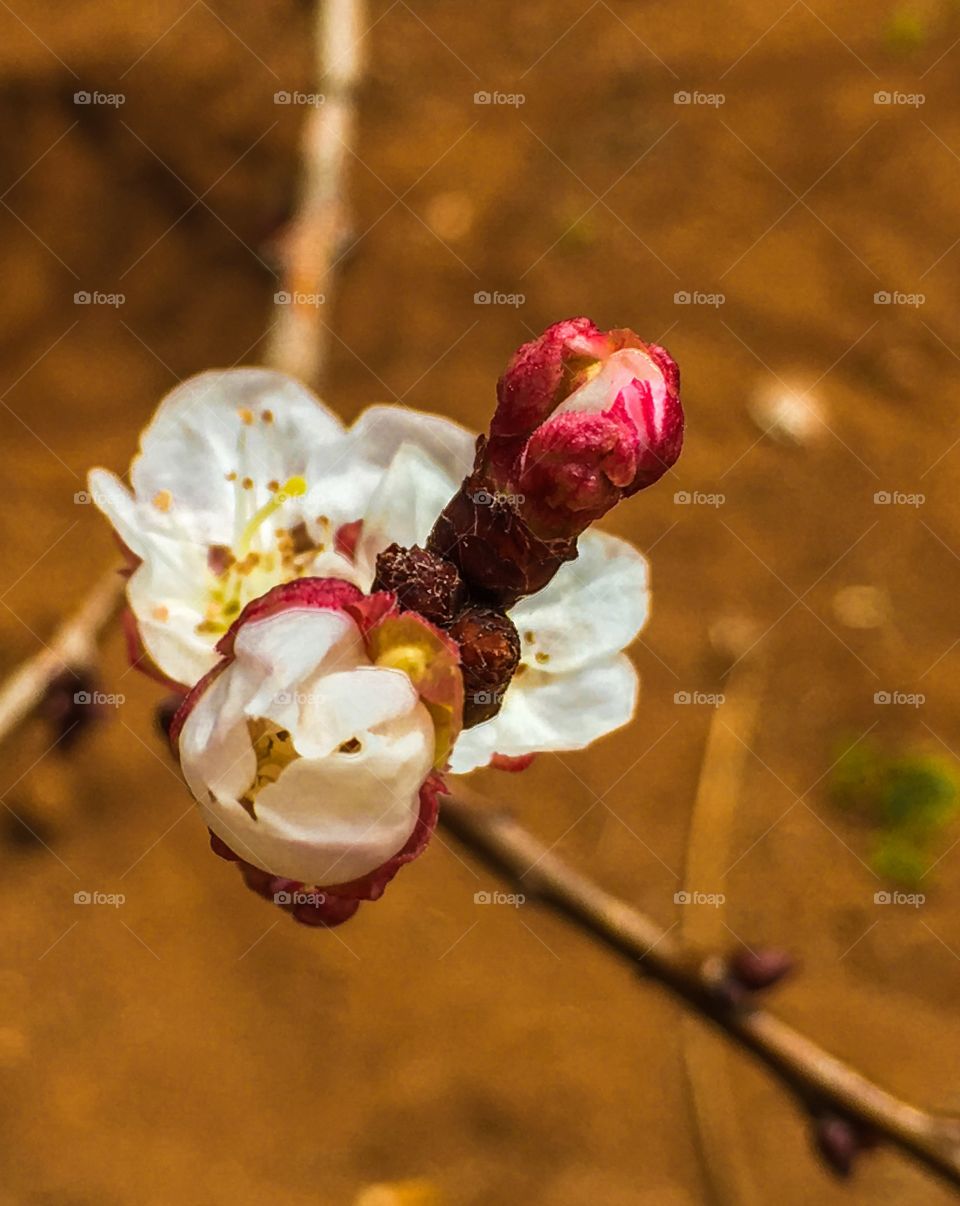 Apricot tree blossoms and buds