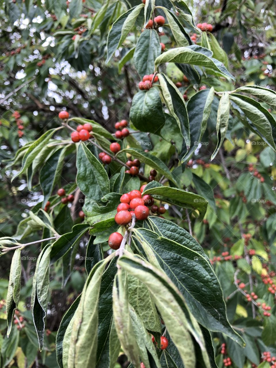 Autumn berry type bush at the park