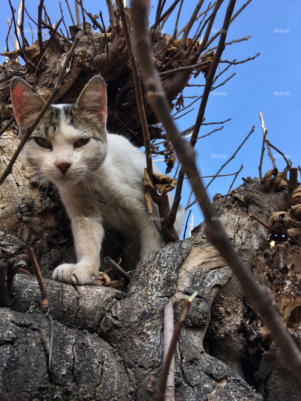 Cat in a tree