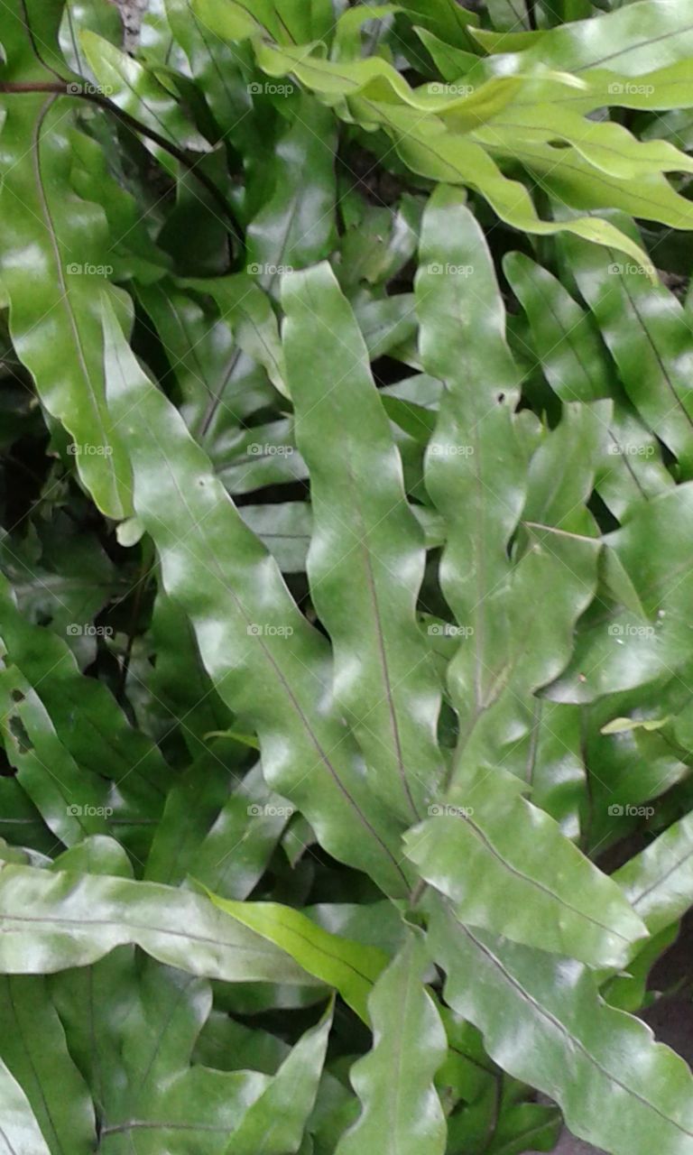 Leaf, Flora, Nature, Cactus, Growth