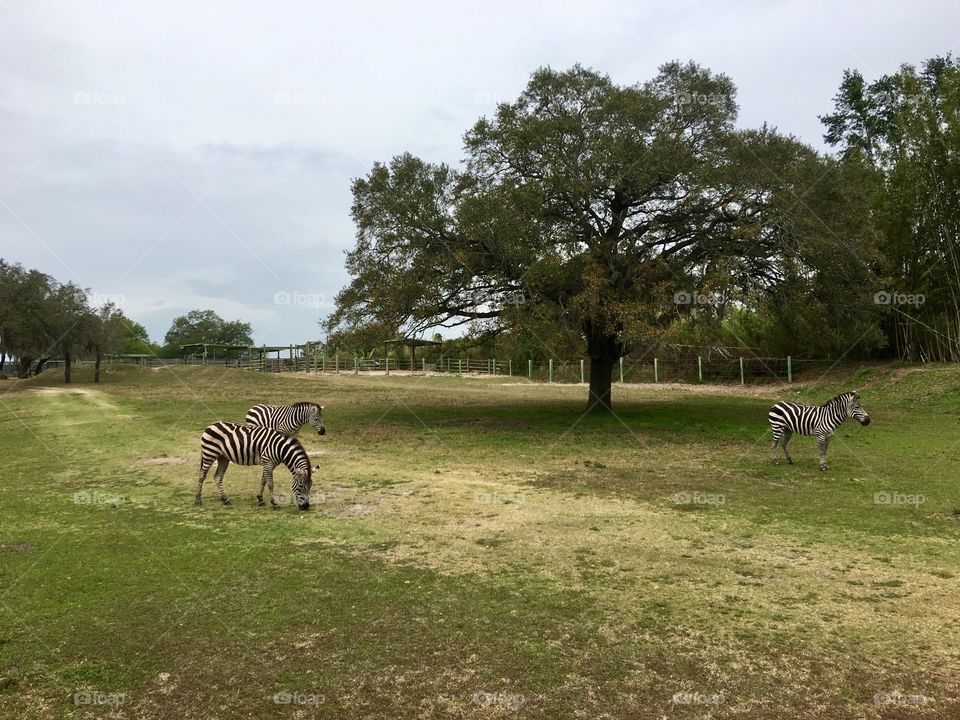 Zebras 