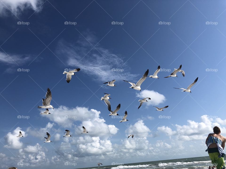 Flying seagulls at beach
