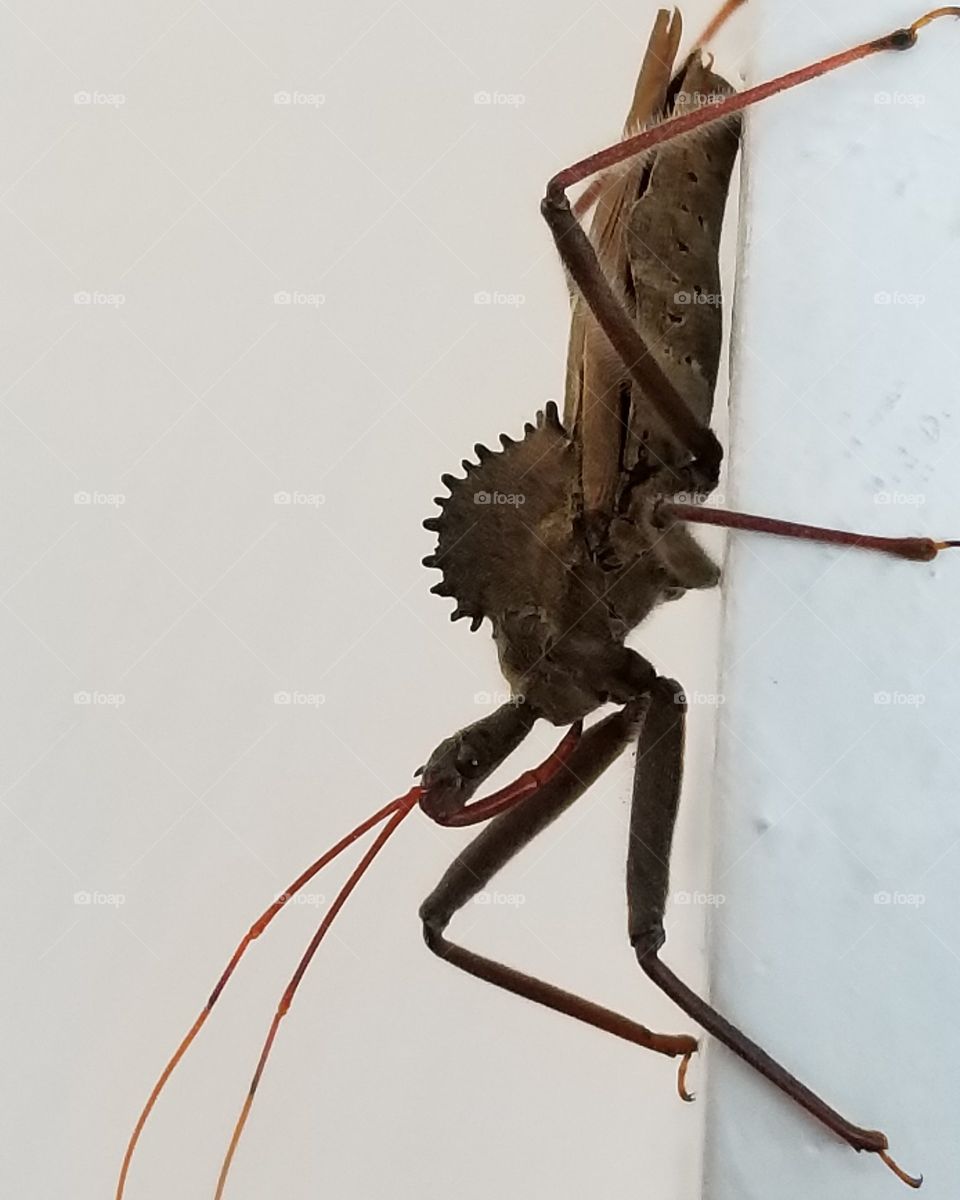 the kissing bug also know as the assassin bug