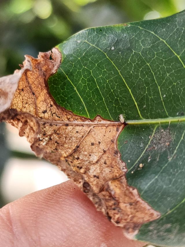 dry leaf