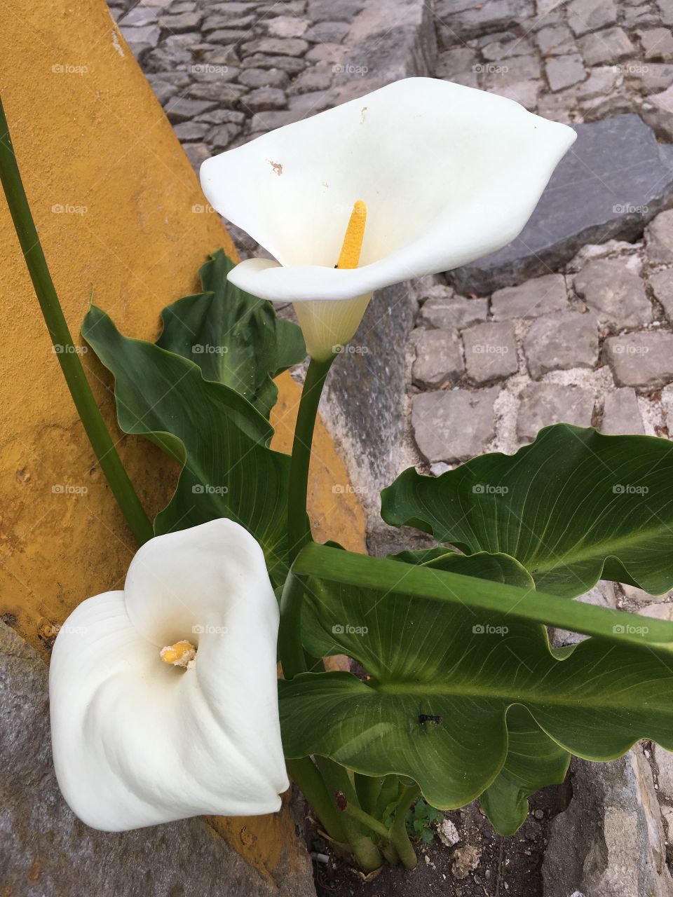 Flowers in Portugal