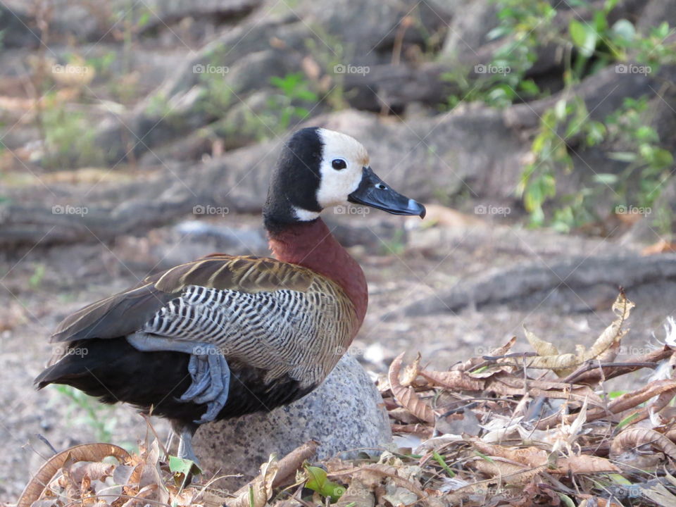 M found in nature, native, wildlife, nature