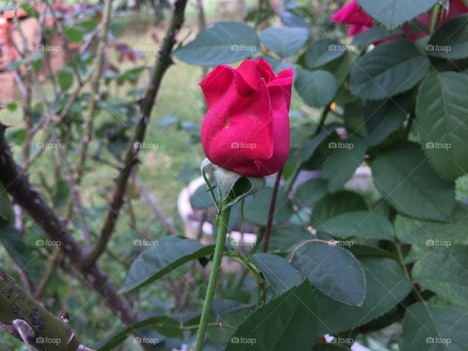 Red flower 