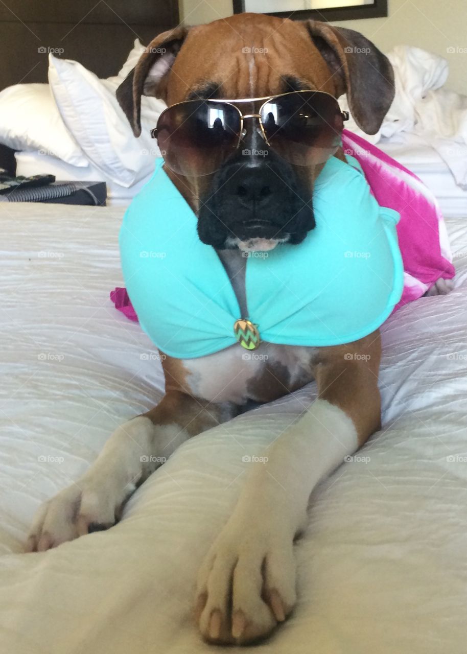 BEACH DOG IN HER BIKINI READY TO SOAK UP THE SUN! CANT FORGET THE SHADES!