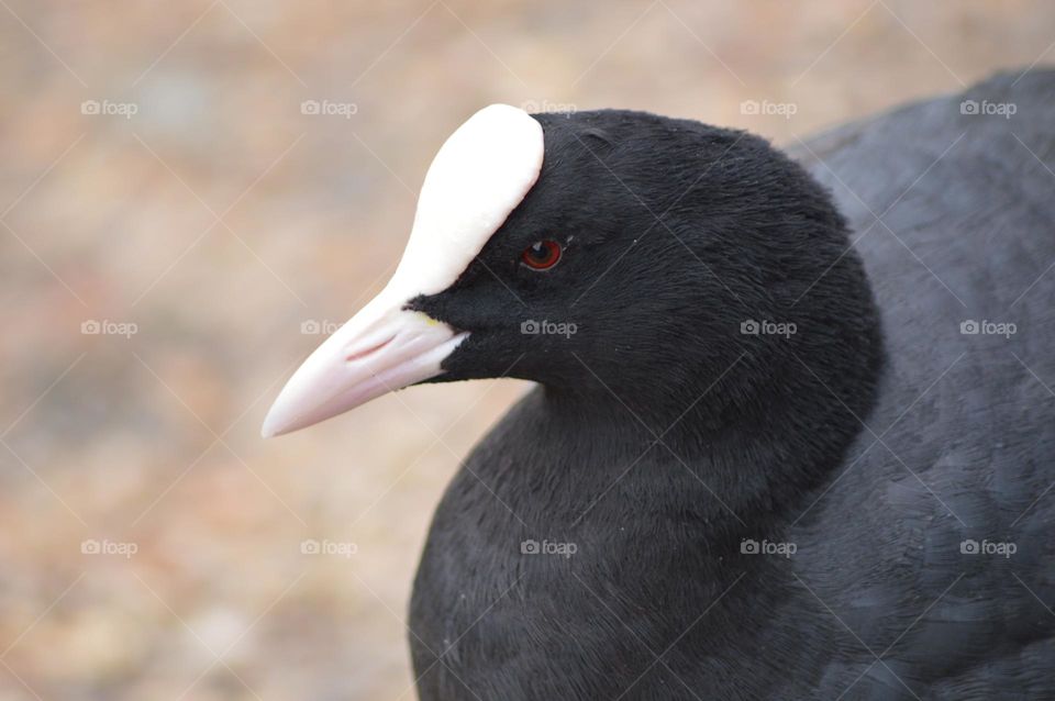 bird with white spot above the beak