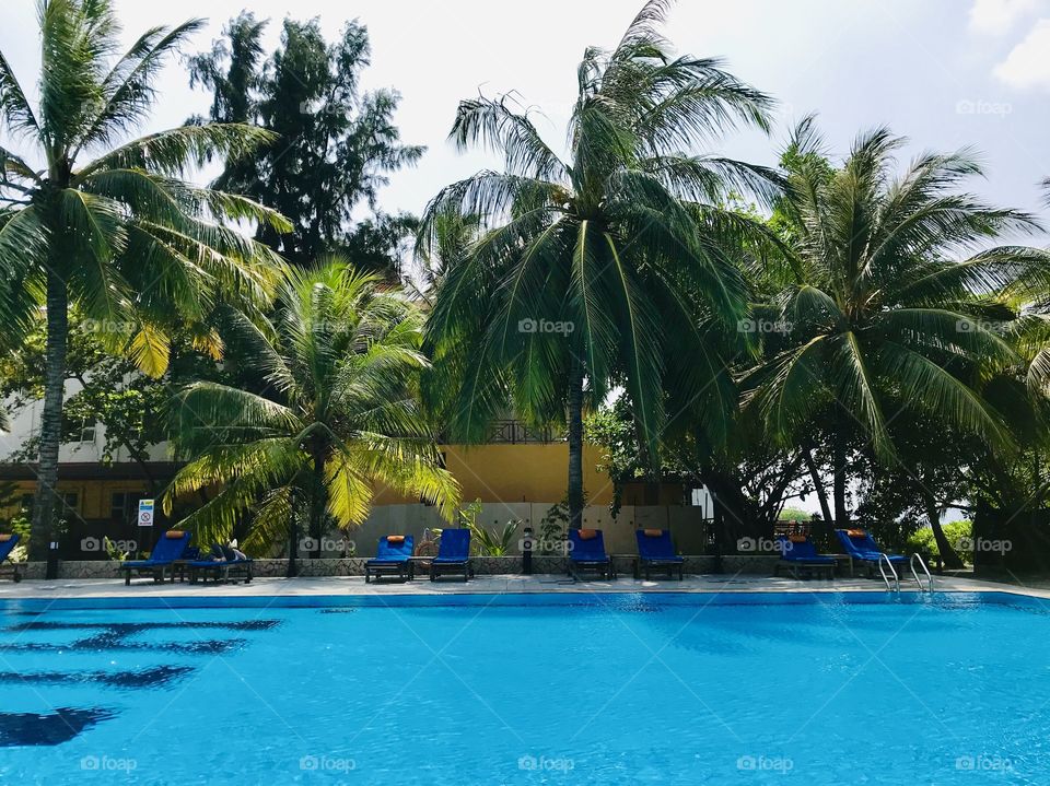 Poolside with palmtrees