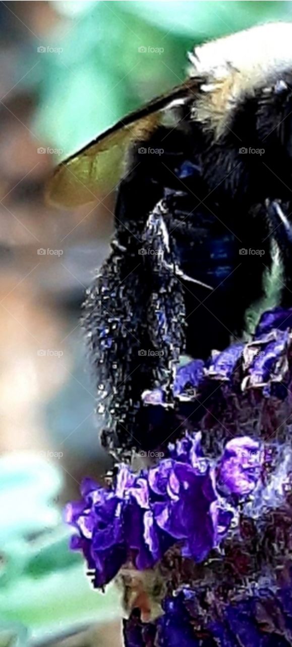 close up bee on lavender