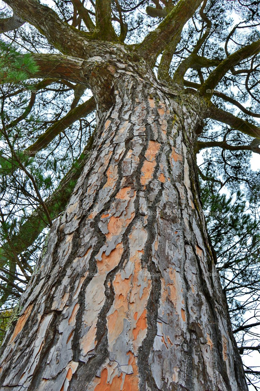 Looking up a pine tree