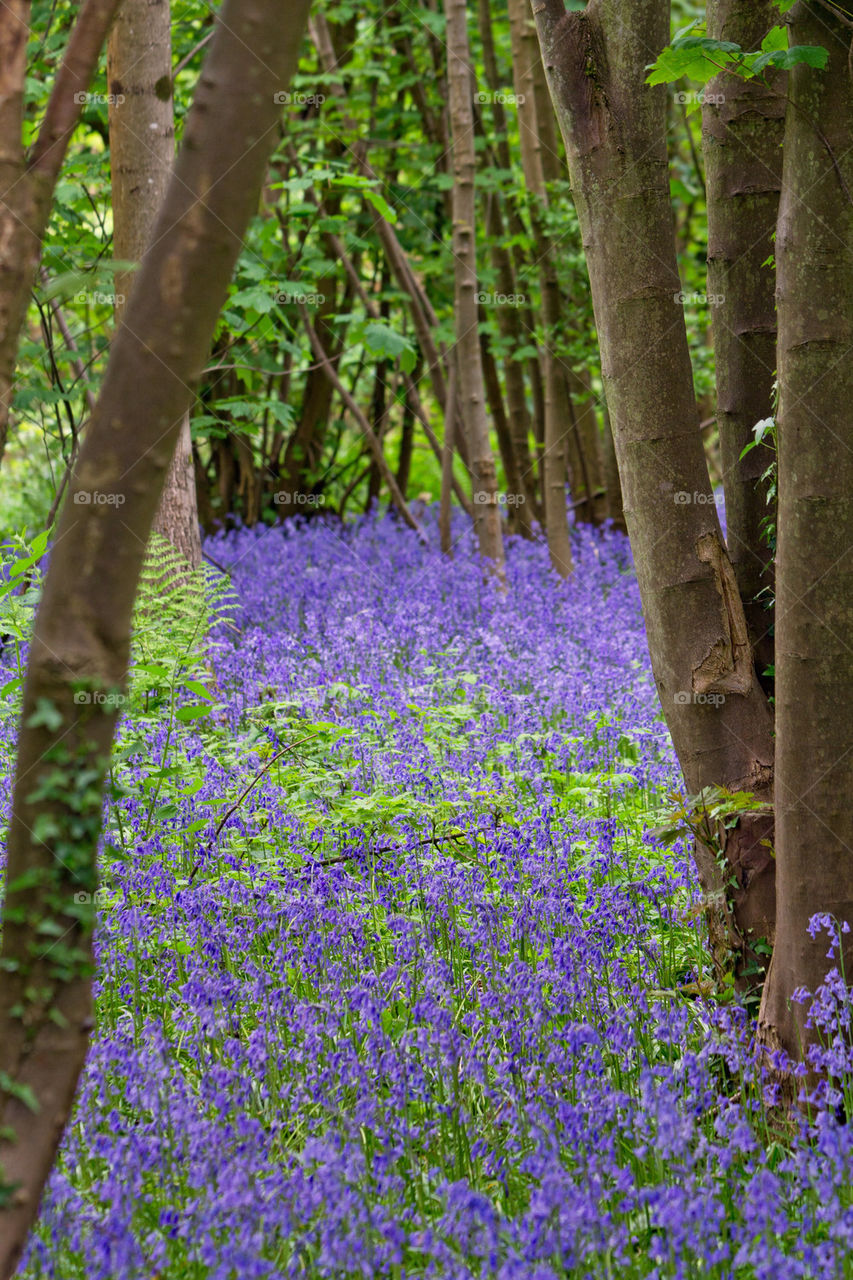 Bluebell View