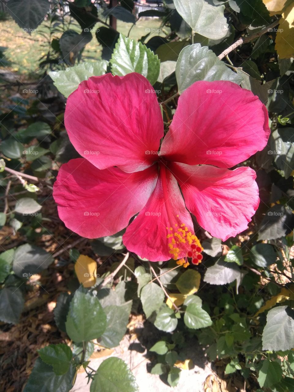 Gudhal flower