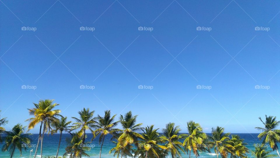 Palmeras, mar y cielo en playa Guacuco (2)