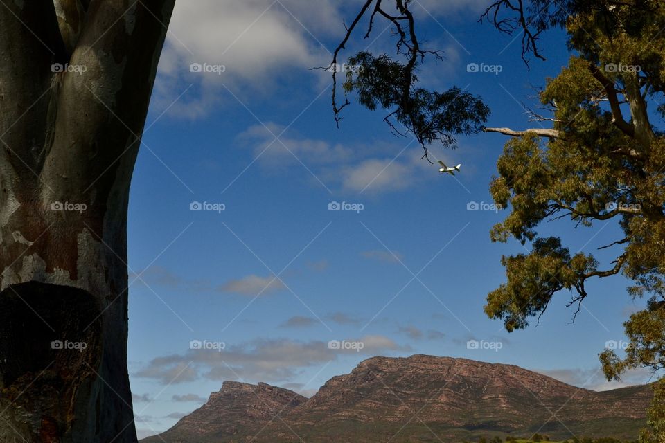 Small aircraft airplane in sky at dusk over the south Australian outback at flinders Ranges, eucalyptus tree silhouette and space for copy 