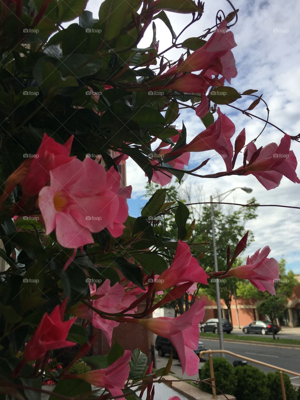 Flowers and sky 