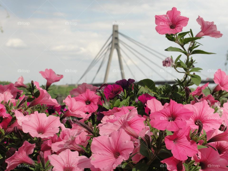 Pink flowers on the background of the bridge