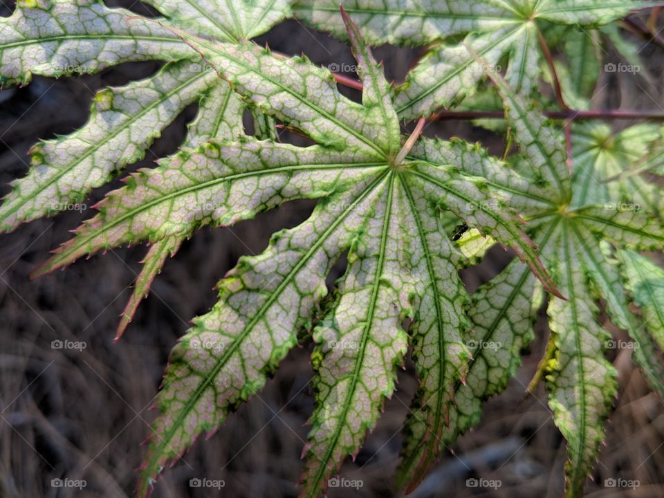 Japanese maple peaches and cream