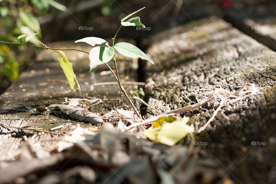 Sunlit Nature