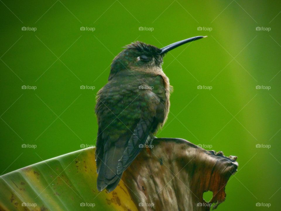 Colibrí 