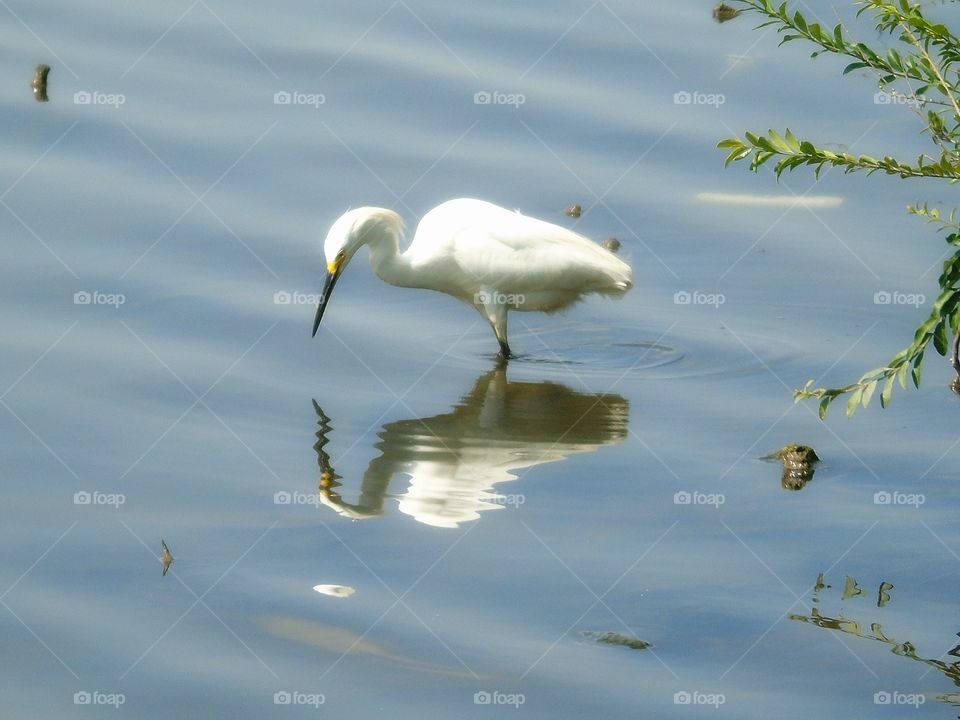 Egret fishing