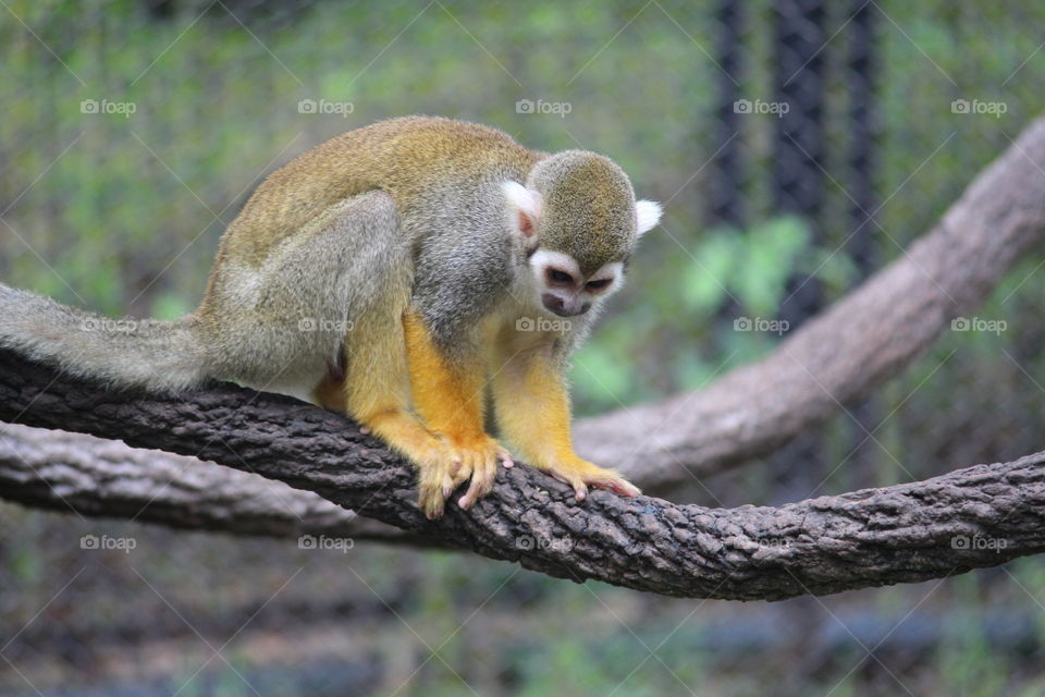 Squirrel Monkey