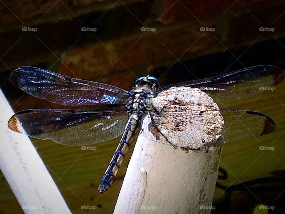 Dragonfly on Weathered Wood