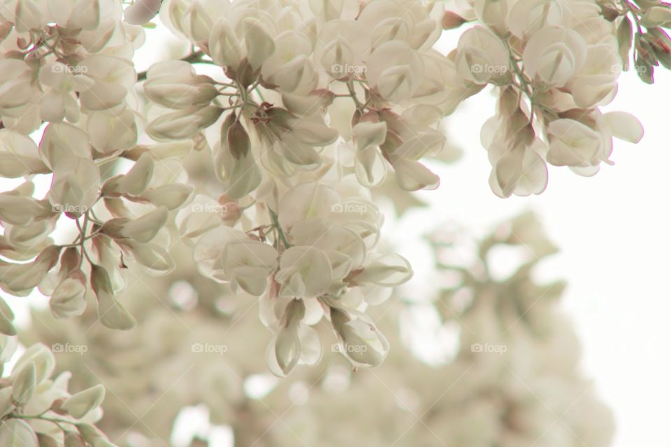 White Locust tree blossoms