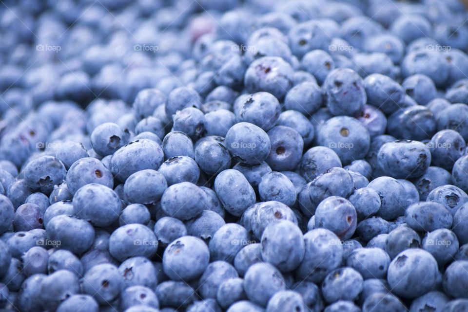 background  blueberries