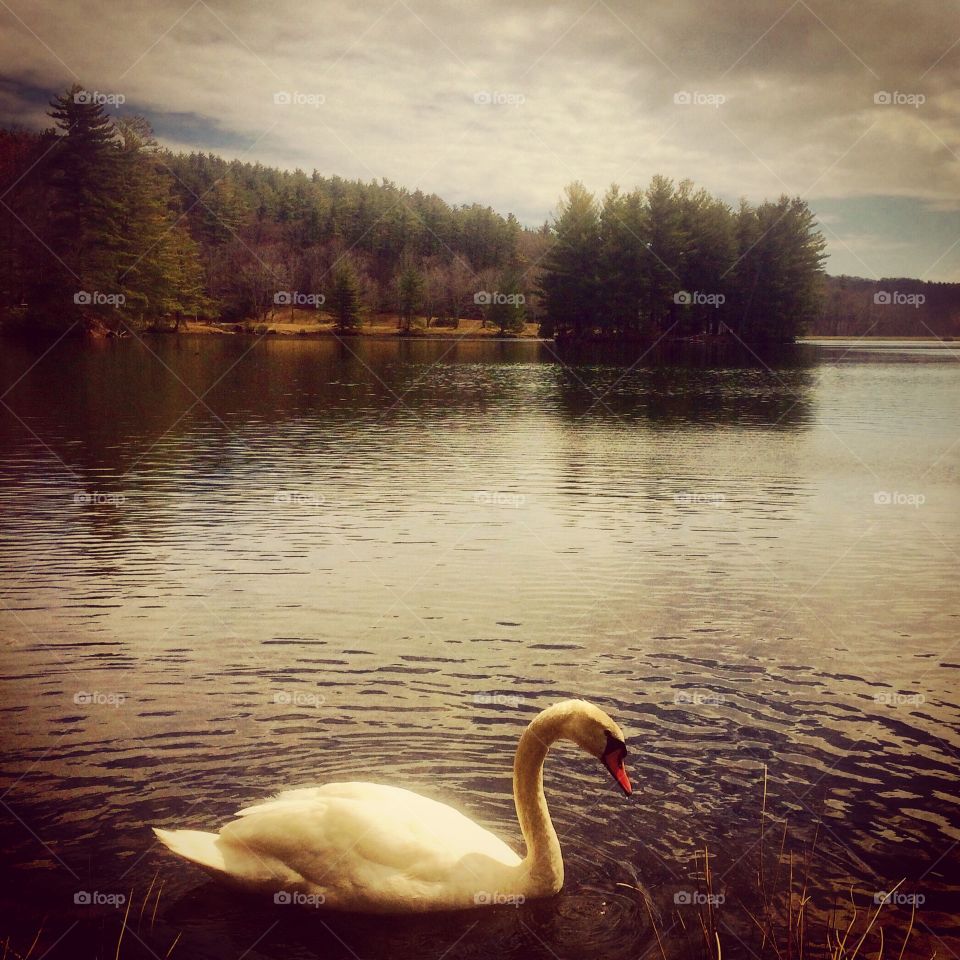 Serene Swan