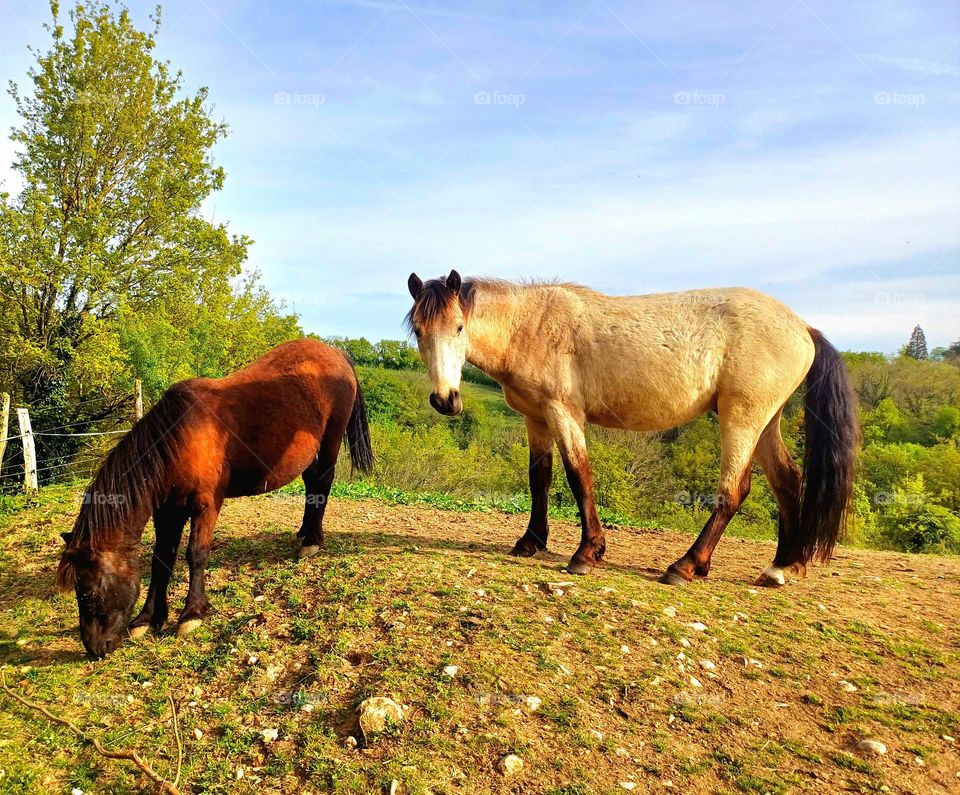 Grazing Horses on a Sunny Hilltop
