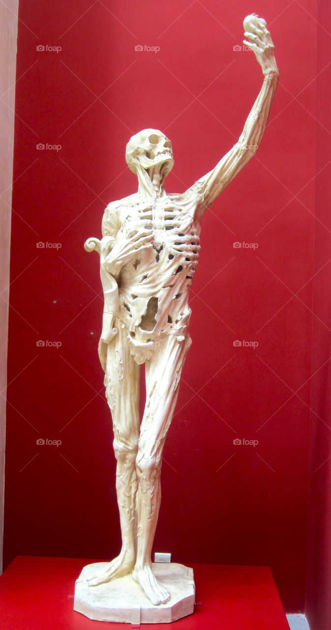 Anatomy, Sculpture, Frame, Biology, Bone