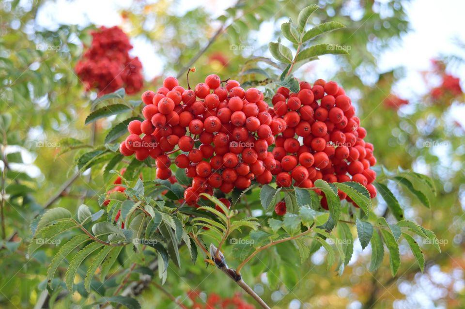 red rowan