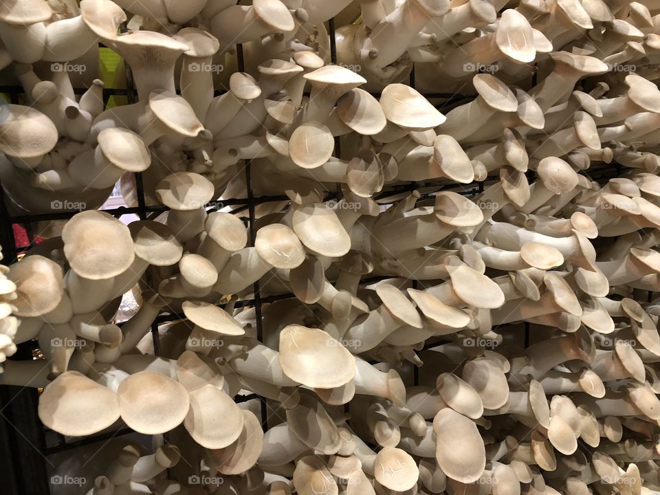 Cultivation of mushrooms that yield a lot.