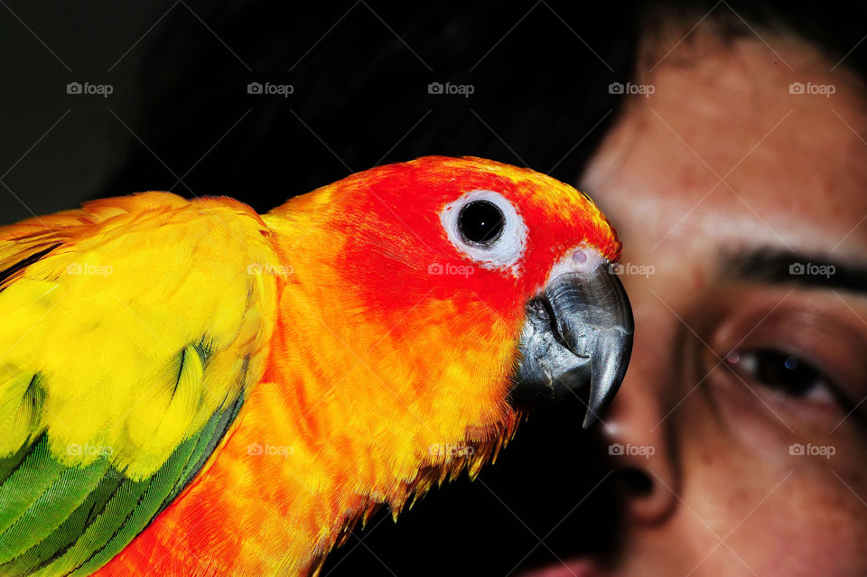 sun colorful parrot conure by delvec