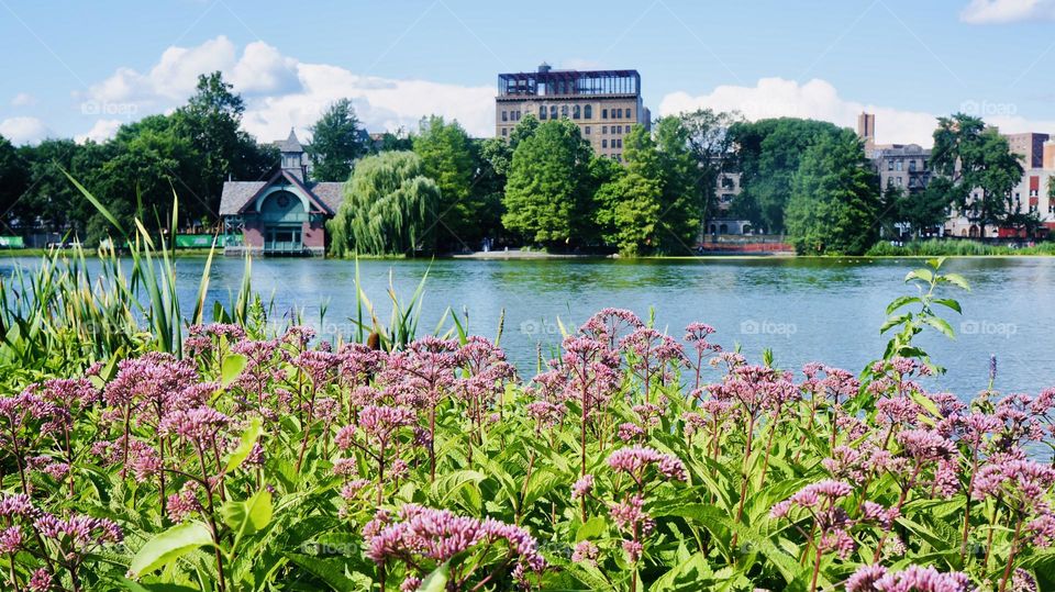 Harlem Meer, located on northern tip of Central Park. A tranquil spot in the middle of a bustling city   