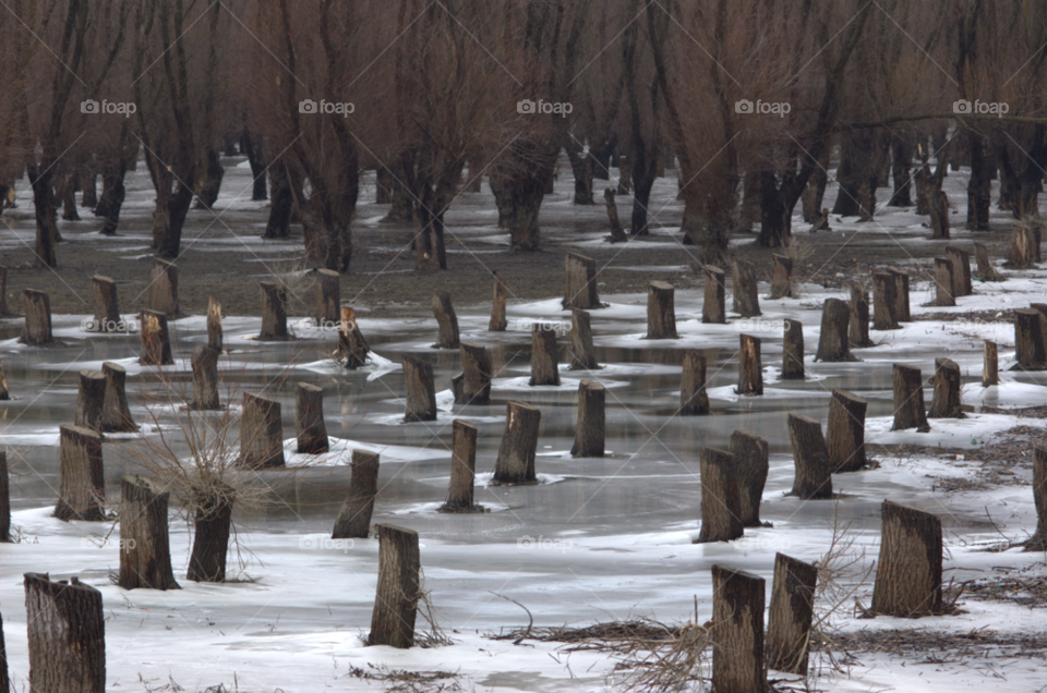 winter tree ice forest by deemar