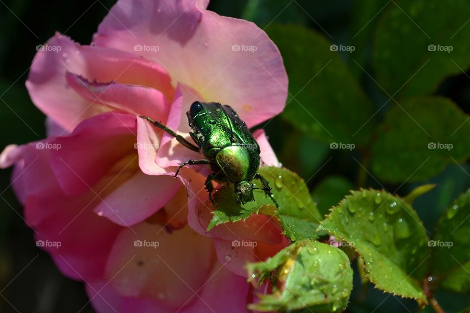 The flower chafer