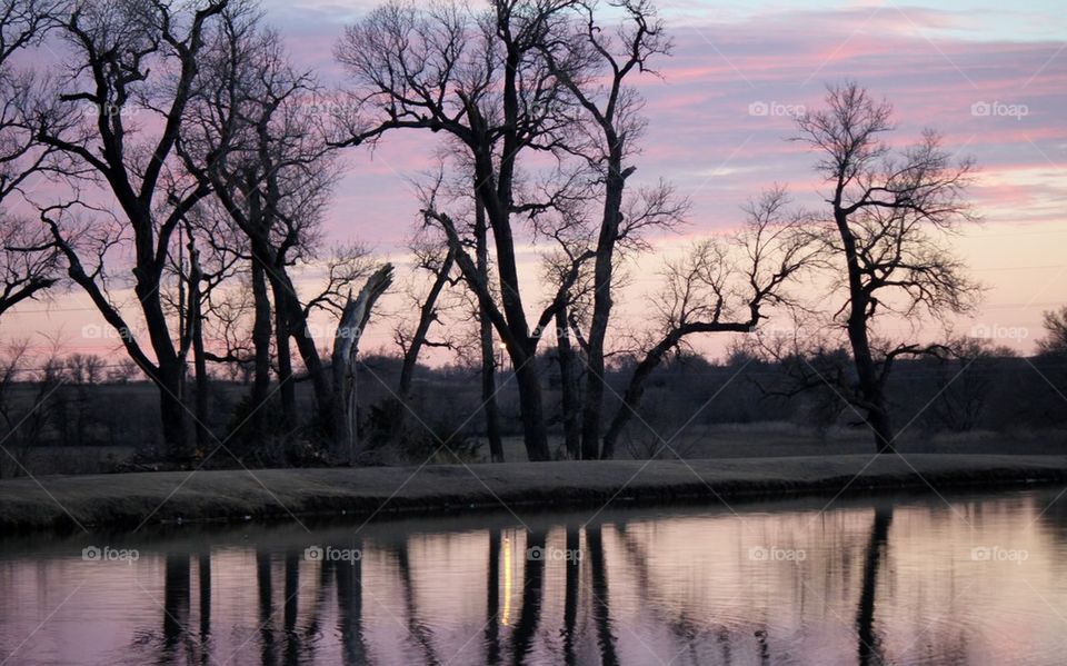 Reflection of bare trees in lake