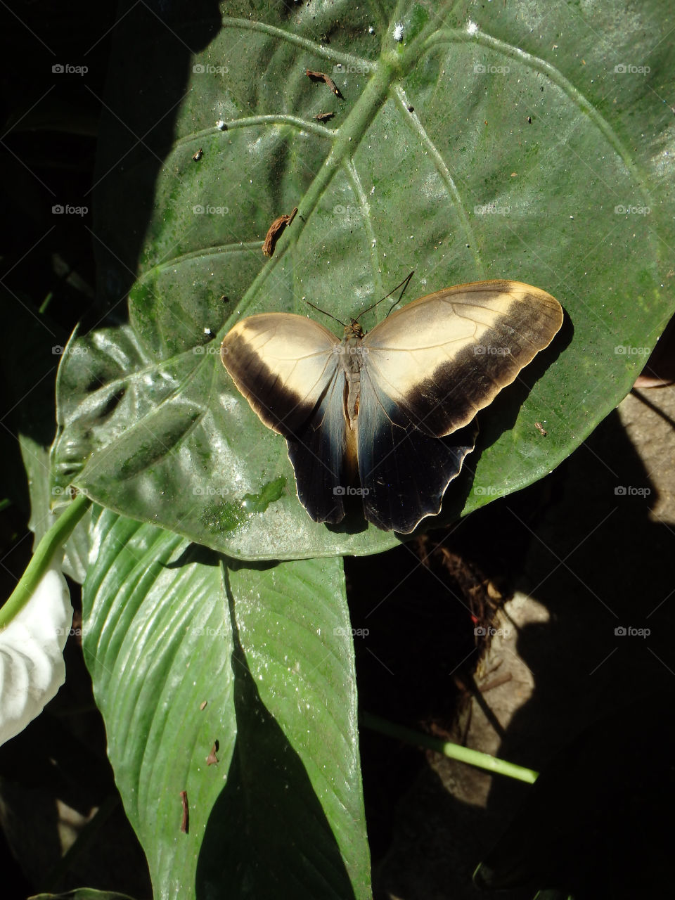 Cockrell Butterfly Center