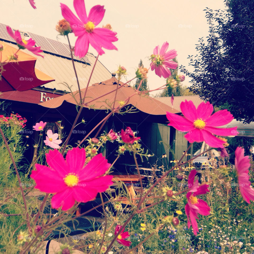 sky flowers pink umbrella by stephyrella
