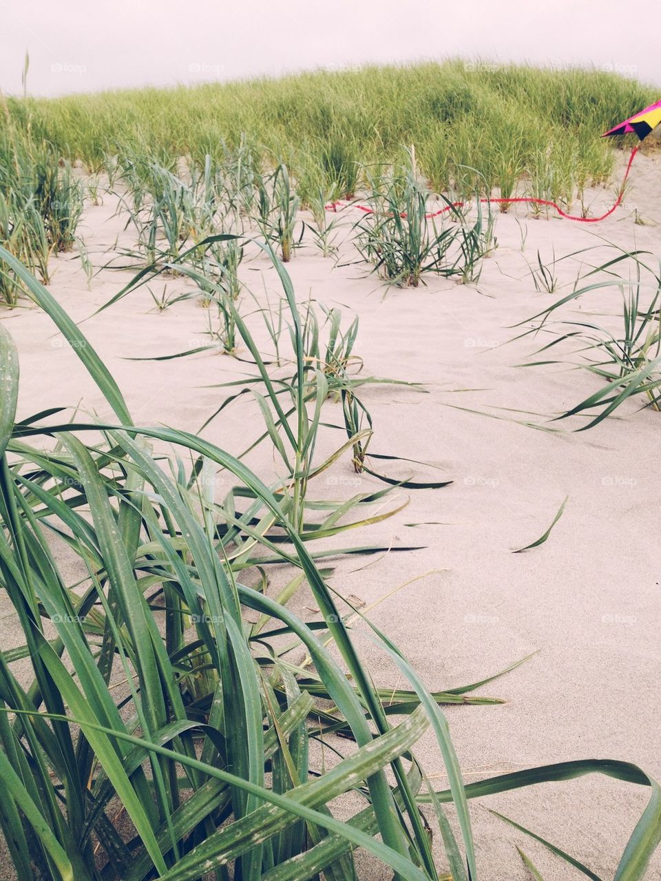 Beach grass