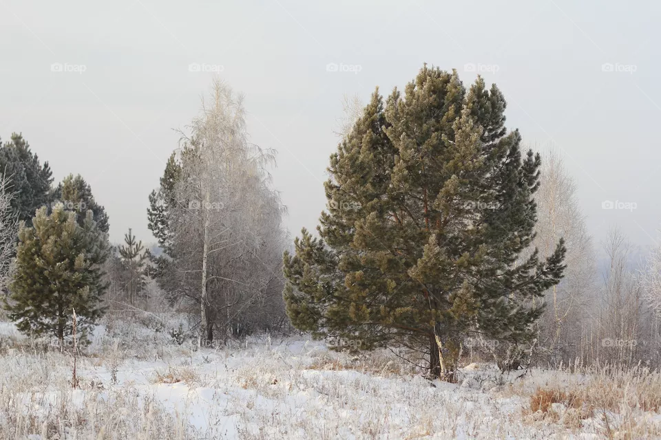 Nature