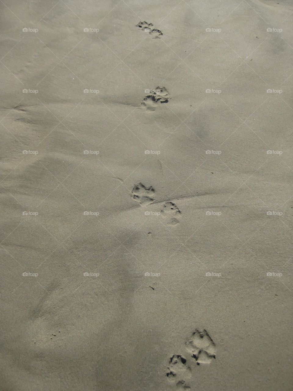 Paw prints in the sand. Nicaragua beach. Following paw prints