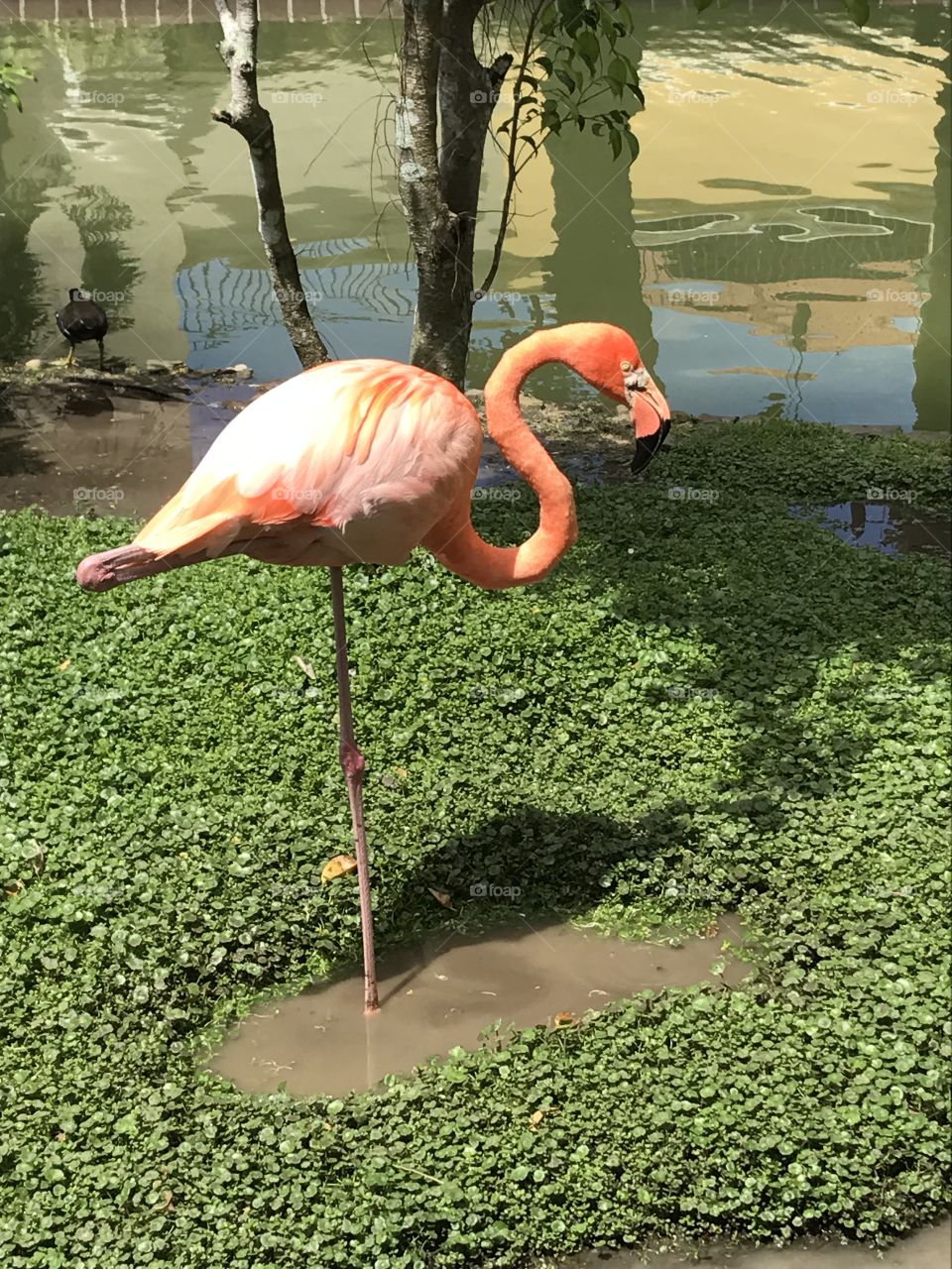 Flamingo, pink, in profile