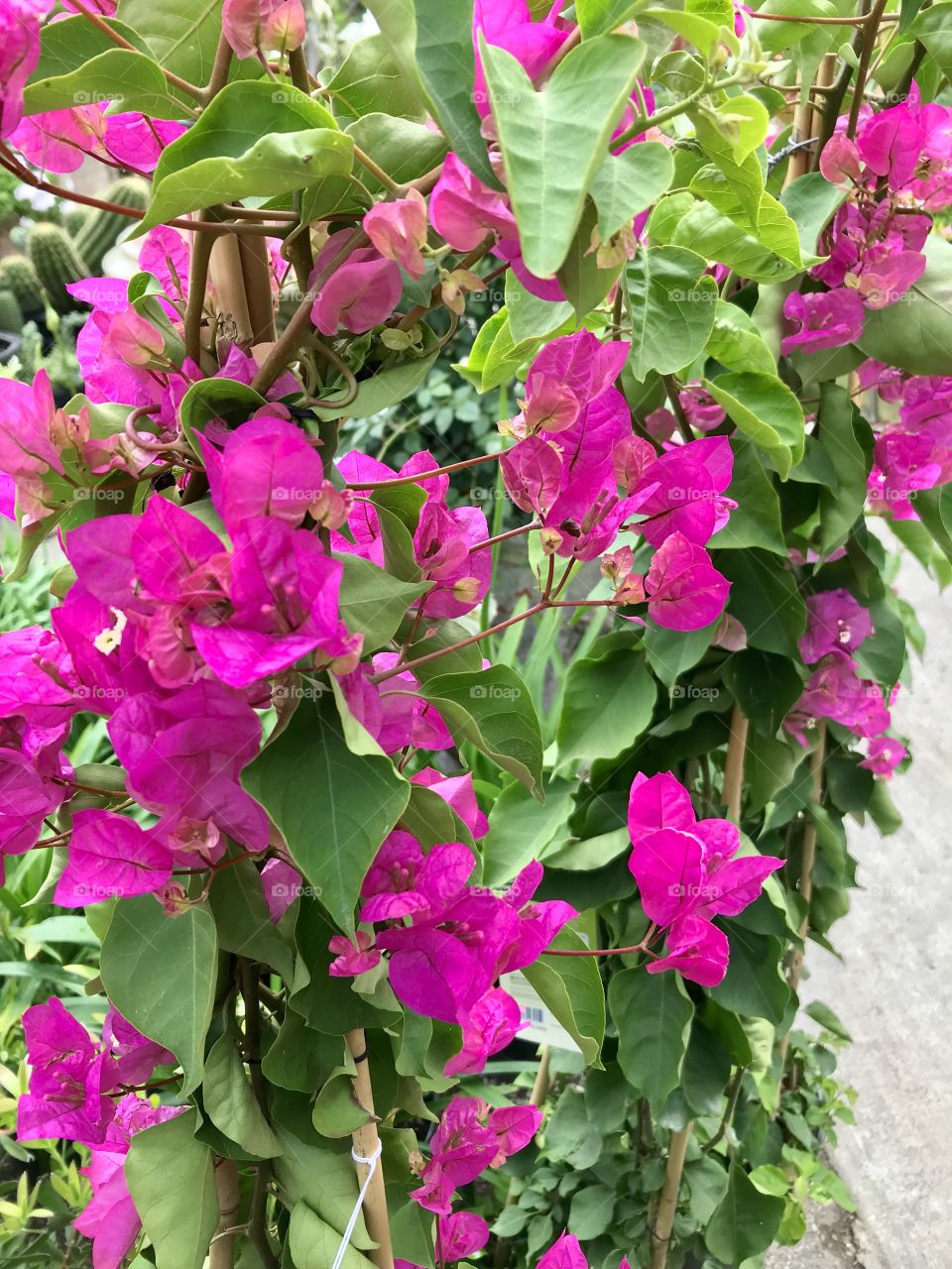 Bougainvillea comes in a variety of colors – pink, purple, orange, yellow and white with magenta being the most common color.  It is native to South America from Brazil west to Peru and south to southern Argentina. 2/2