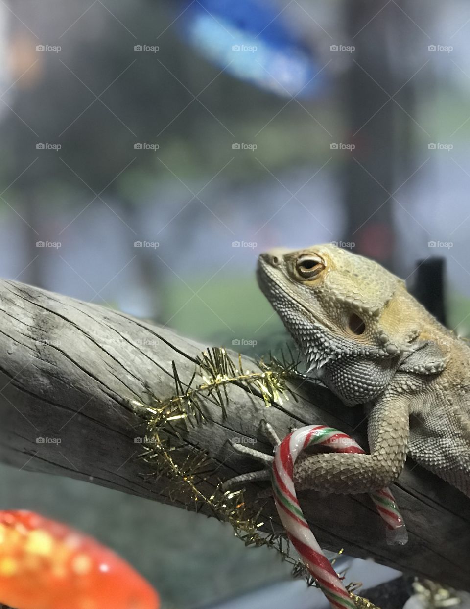 Stormy the bearded dragon is celebrating Christmas too! A little cardboard church, some battery powered candles, Christmas paper to line his cage, a string of lights, a gold garland to wrap himself with and a candy cane for a treat!